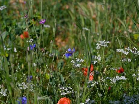Conférence sur les plantes messicoles