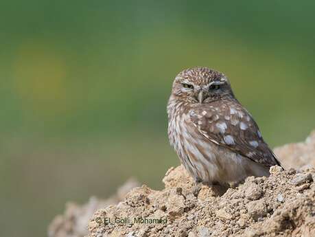 Sortie nature du Muséum (soirée) - Les oiseaux nocturnes de la Châine de l'Étoile