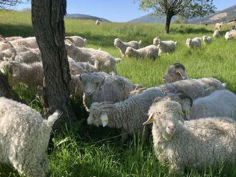 La Ferme Instant Mohair