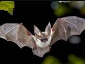 Chauves-Souris & Hirondelles - Découverte des mammifères nocturnes et des oiseaux