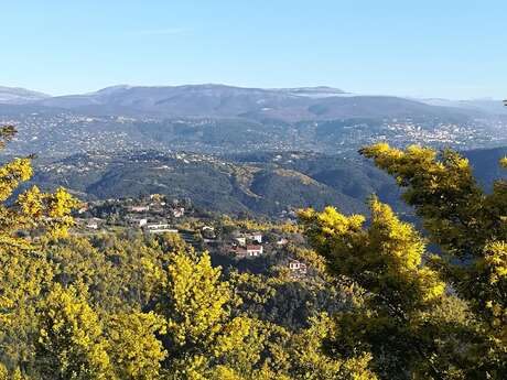 Balades Guidées: Tanneron, le mimosa et les plantes à parfum du Massif