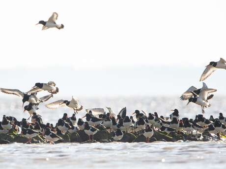 Les oiseaux de la Baie d'Yves