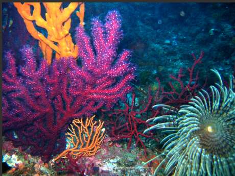 Explorations - Azur plongée