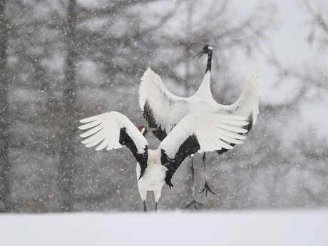 Exposition photo sur la faune sauvage japonaise