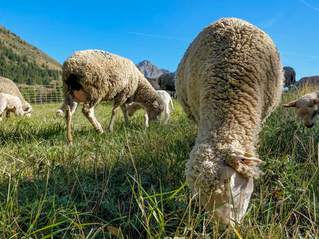 Ferme des Sonnailles