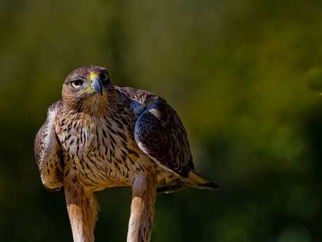 La Faune et la Flore du Luberon