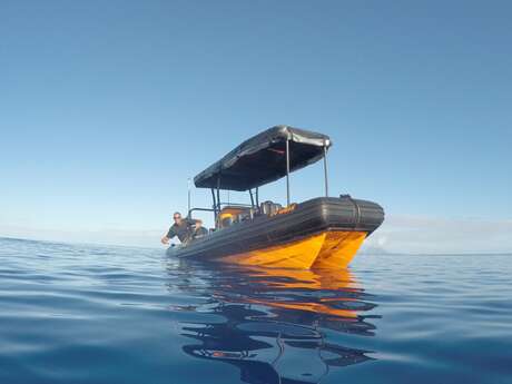 Tohora Bora Bora - Whale watching tours