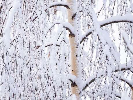 Ciné Vallouise : Les arbres, gardiens de la vie