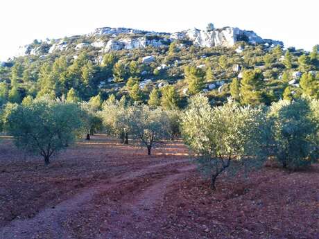 MAUSSANE LES ALPILLES - Vers les Baux-de-Provence