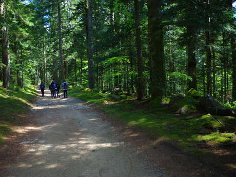 Forêt des Bois Noirs, Puy du Montoncel