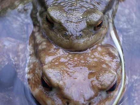 Petite leçon de nature : les amphibiens