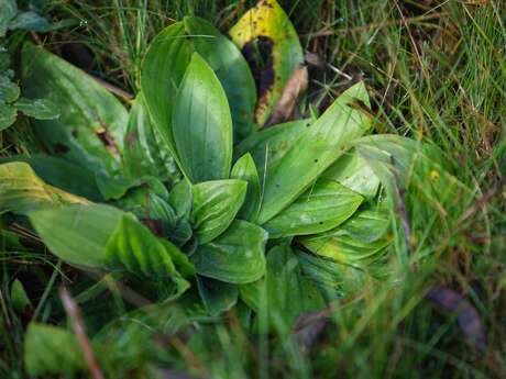 Animation scientifique : Plantes sauvages comestibles et savoirs populaires