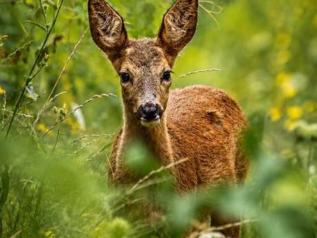 "Wild Chablais" Exhibition