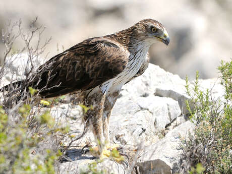 Sentier de découverte des oiseaux du Grand Site Sainte-Victoire avec un livret pédagogique