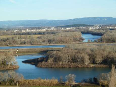 Libre évolution : la forêt alluviale de l’Islon de la Barthelasse