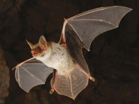 Nous les chauves-souris de Marseille