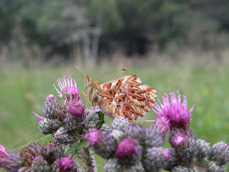 Libellules et Papillons / Balade Famille