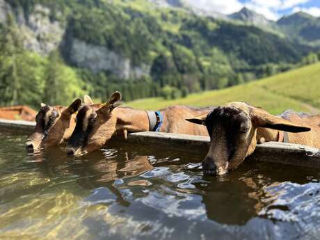 Visit to the Sommier d'Aval farm "Les Cabrettes"