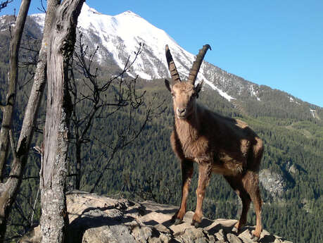 Nourrissage au Parc Animalier du Creuset