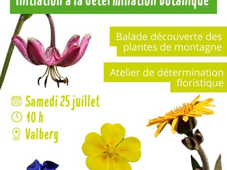 Initiation à la détermination botanique