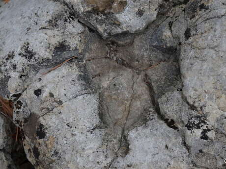 La dalle aux empreintes