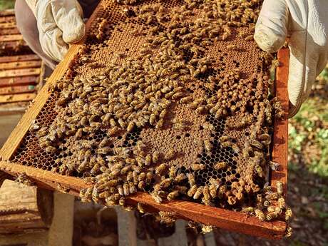 Les Ruchers de la Vence