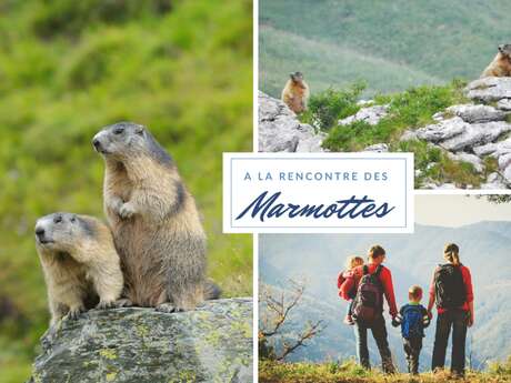À la rencontre des marmottes – Aventure douce en famille