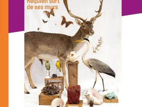 Collection(s) de curiosités - the Requien Museum gets out of its walls