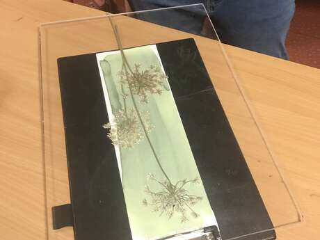 C'est l'été à Salagon : Atelier Herbier photos