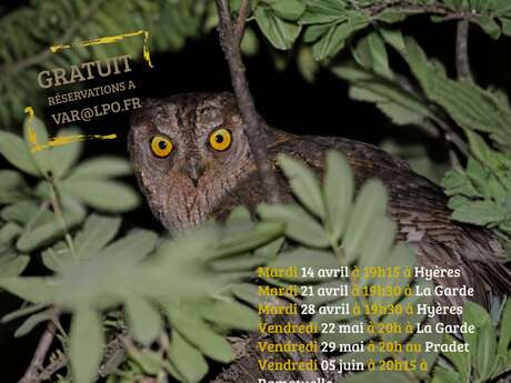 Nature walk : Owl "Petit-Duc"