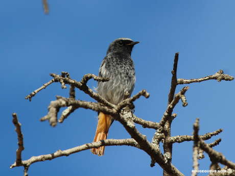 Sortie naturaliste : initiation à l’ornithologie
