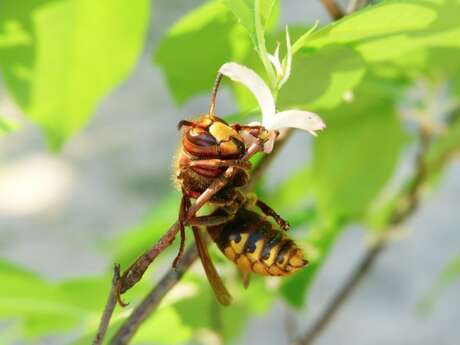 Soirée Protège tes abeilles
