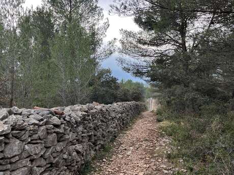 Cartonivo: Randonnée Le Mur de la peste