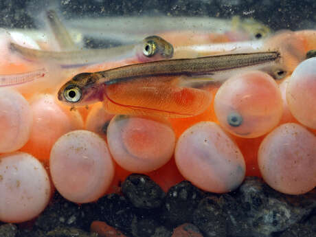 Les Coulisses des Écrins : La pisciculture fédérale