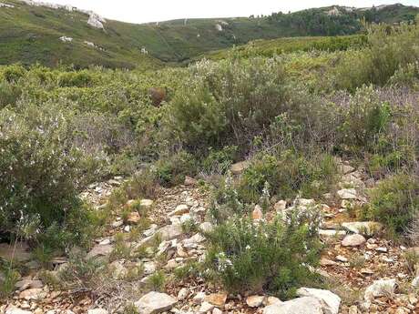 Entre garrigue et chèvrerie