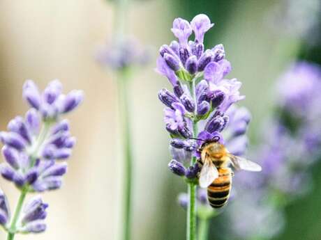 Intervention pédagogique de la Miellerie de l’Oratoire