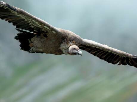 À vos jumelles : les grands rapaces
