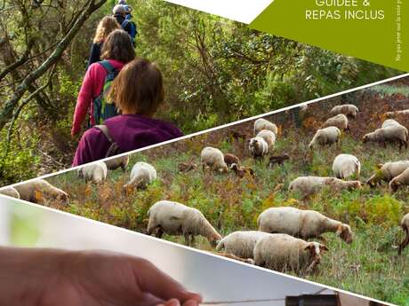 Wool walking day