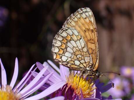 Atelier créatif pour découvrir les papillons