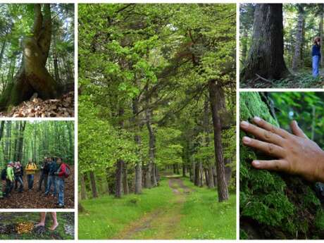 Balade immersion en forêt avec initiation marche afghane