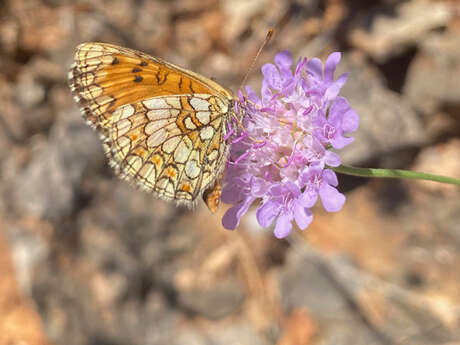 Sortie nature du Muséum : petite faune du Massif de l’Étoile (Marseille)