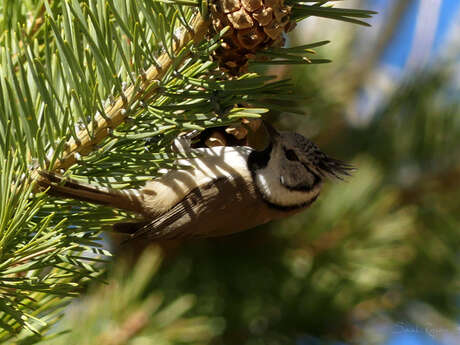 Snow shoes trek with Sarah