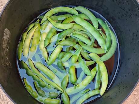 Atelier lacto fermentation
