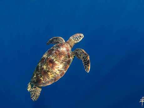 'ATAE Safari Ocean ~ Tahiti
