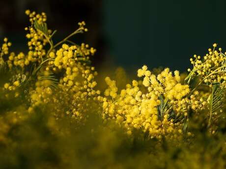 Visite guidée d'une exploitation et de sa forcerie