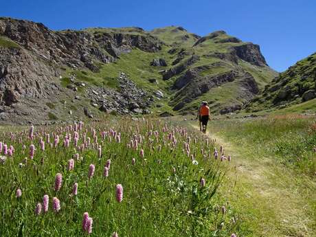 Entdecken Sie mit dem Bureau Montagne die Alpenblumen
