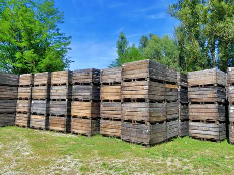 Bite into an Alpine apple