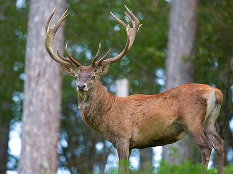 Découverte des amours du Cerf, écoute et observation.