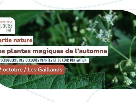 Sortie nature - les plantes magiques de l'automne