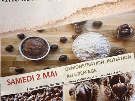 Demonstration und Einführung in die Veredelung von Kastanienbäumen